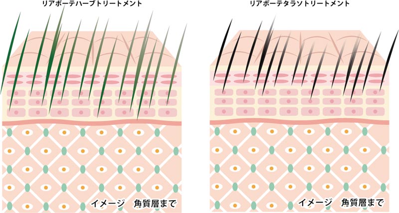 東京 からだのことなら｜肌・頭皮（薄毛）の悩みの改善に「ヒト幹細胞と植物幹細胞による」メディカル系フェイシャルエステケア｜FCR・リアボーテハーブ・ACトリートメント・クレアスキン基礎化粧品の正規取扱いサロンです。ニキビ・ニキビ跡（痕）・クレーター・色素沈着・シワ・シミ・たるみ・毛穴のお悩みに肌質改善を