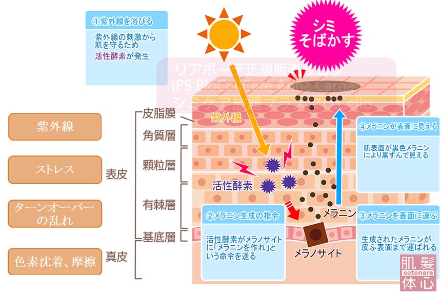 シミのメカニズム｜≪高濃度ヒト幹細胞培養液/iPSフェイシャル専門エステサロン≫ iPS BioCellCare AnnaCarna アンナカルナ【シミケア専科 プラズマ O:Celloオセロ 東京店 併設】肌質改善☆年齢肌☆小顔矯正☆シミ取り専門☆プラズマシミ取り放題◆プラズマシャワー・プラズマミスト・プラズマニードル◆芸能人ご用達コスメ「リアボーテ化粧品」正規販売店・クレアスキン・グランスキン・シェリースキン・エキスパートローション・リアムール・健美草◆購入方法・口コミ・効果・使い方・ビフォーアフター・動画・写真・通販・ネット販売対象外商品｜港区 南青山 銀座線 外苑前駅・青山一丁目駅◆個室完備・医療提携サロン・メディカルエステ