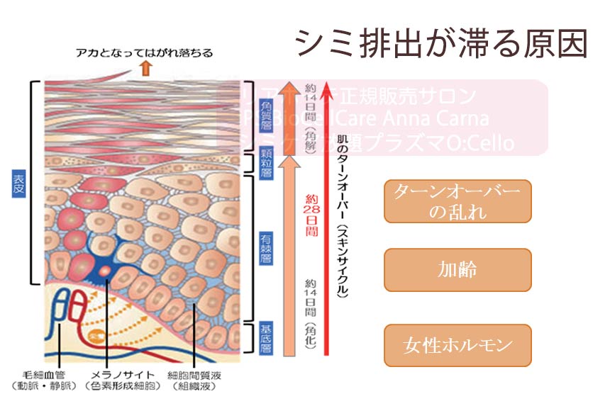 シミの排出が滞る原因とは｜≪高濃度ヒト幹細胞培養液/iPSフェイシャル専門エステサロン≫ iPS BioCellCare AnnaCarna アンナカルナ【シミケア専科 プラズマ O:Celloオセロ 東京店 併設】肌質改善☆年齢肌☆小顔矯正☆シミ取り専門☆プラズマシミ取り放題◆プラズマシャワー・プラズマミスト・プラズマニードル◆芸能人ご用達コスメ「リアボーテ化粧品」正規販売店・クレアスキン・グランスキン・シェリースキン・エキスパートローション・リアムール・健美草◆購入方法・口コミ・効果・使い方・ビフォーアフター・動画・写真・通販・ネット販売対象外商品｜港区 南青山 銀座線 外苑前駅・青山一丁目駅◆個室完備・医療提携サロン・メディカルエステ