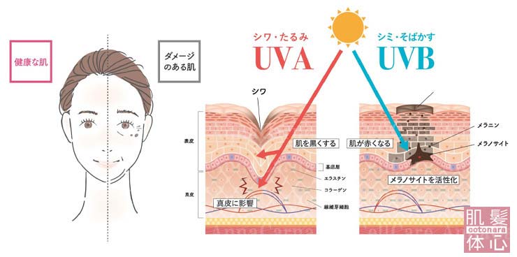 しわ、たるみUVA しみ、そばかすUVB｜≪高濃度ヒト幹細胞培養液/iPSフェイシャル専門エステサロン≫ iPS BioCellCare AnnaCarna アンナカルナ【シミケア専科 プラズマ O:Celloオセロ 東京店 併設】肌質改善☆年齢肌☆小顔矯正☆シミ取り専門☆プラズマシミ取り放題◆プラズマシャワー・プラズマミスト・プラズマニードル◆芸能人ご用達コスメ「リアボーテ化粧品」正規販売店・クレアスキン・グランスキン・シェリースキン・エキスパートローション・リアムール・健美草◆購入方法・口コミ・効果・使い方・ビフォーアフター・動画・写真・通販・ネット販売対象外商品｜港区 南青山 銀座線 外苑前駅・青山一丁目駅◆個室完備・医療提携サロン・メディカルエステ