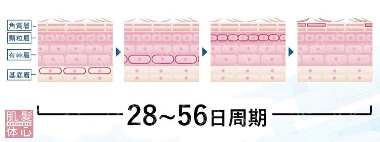 肌のターンオーバー｜≪高濃度ヒト幹細胞培養液/iPSフェイシャル専門エステサロン≫ iPS BioCellCare AnnaCarna アンナカルナ【シミケア専科 プラズマ O:Celloオセロ 東京店 併設】肌質改善☆年齢肌☆小顔矯正☆シミ取り専門☆プラズマシミ取り放題◆プラズマシャワー・プラズマミスト・プラズマニードル◆芸能人ご用達コスメ「リアボーテ化粧品」正規販売店・クレアスキン・グランスキン・シェリースキン・エキスパートローション・リアムール・健美草◆購入方法・口コミ・効果・使い方・ビフォーアフター・動画・写真・通販・ネット販売対象外商品｜港区 南青山 銀座線 外苑前駅・青山一丁目駅◆個室完備・医療提携サロン・メディカルエステ