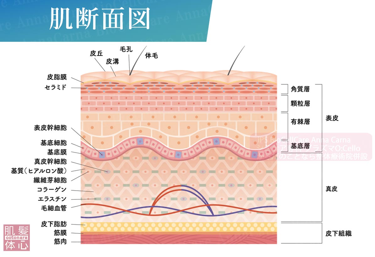 美しい肌を育てる意外なコツとは？｜≪高濃度ヒト幹細胞培養液/iPSフェイシャル専門エステサロン≫ iPS BioCellCare AnnaCarna アンナカルナ【シミケア専科 プラズマ O:Celloオセロ 東京店 併設】肌質改善☆年齢肌☆小顔矯正☆シミ取り専門☆プラズマシミ取り放題◆プラズマシャワー・プラズマミスト・プラズマニードル◆芸能人ご用達コスメ「リアボーテ化粧品」正規販売店・クレアスキン・グランスキン・シェリースキン・エキスパートローション・リアムール・健美草◆購入方法・口コミ・効果・使い方・ビフォーアフター・動画・写真・通販・ネット販売対象外商品｜港区 南青山 銀座線 外苑前駅・青山一丁目駅◆個室完備・医療提携サロン・メディカルエステ
