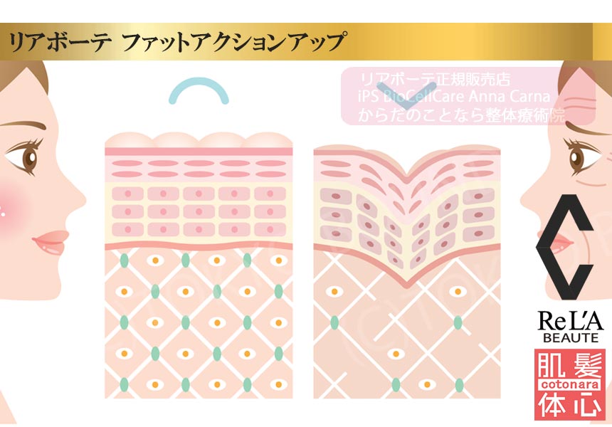 クレアスキン ファットアクションアップのご購入方法｜≪高濃度ヒト幹細胞培養液/iPSフェイシャル専門エステサロン≫ iPS BioCellCare AnnaCarna アンナカルナ【シミケア専科 プラズマ O:Celloオセロ 東京店 併設】肌質改善☆年齢肌☆小顔矯正☆シミ取り専門◆プラズマシャワー・プラズマミスト・プラズマニードル◆芸能人ご用達コスメ「リアボーテ化粧品」正規販売店・クレアスキン・グランスキン・シェリースキン・エキスパートローション・リアムール・健美草◆購入方法・口コミ・効果・使い方・ビフォーアフター・動画・写真・通販・ネット販売対象外商品｜港区 南青山 銀座線 外苑前駅・青山一丁目駅◆個室完備・医療提携サロン・メディカルエステ